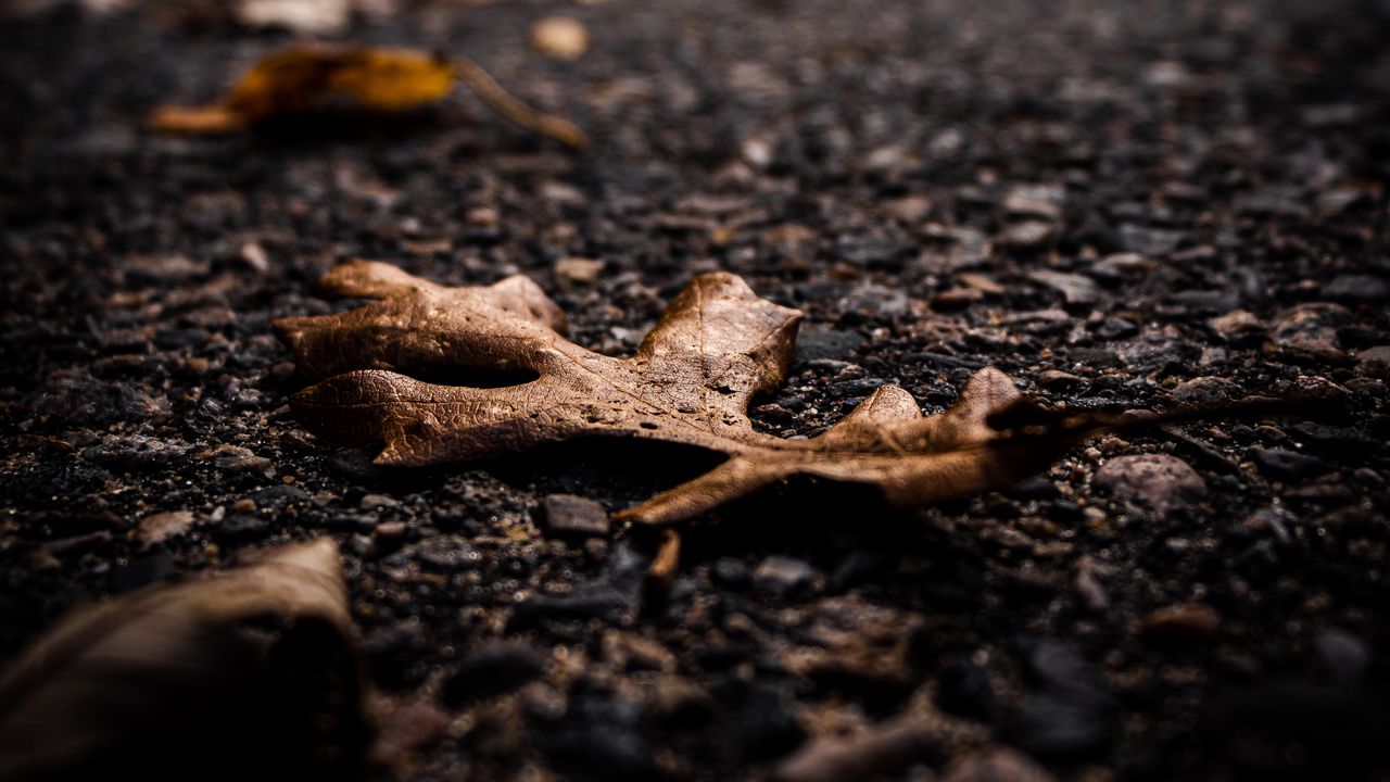 Wallpaper asphalt, leaves, dry, macro, autumn