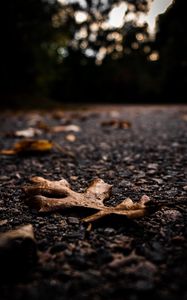 Preview wallpaper asphalt, leaves, dry, macro, autumn