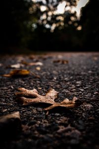Preview wallpaper asphalt, leaves, dry, macro, autumn