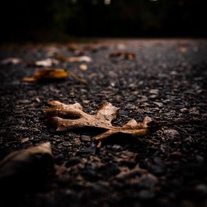 Preview wallpaper asphalt, leaves, dry, macro, autumn