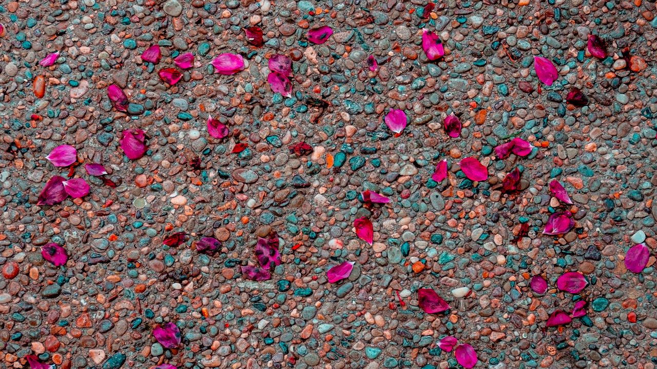 Wallpaper asphalt, petals, pebbles, colorful