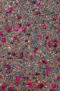 Preview wallpaper asphalt, petals, pebbles, colorful