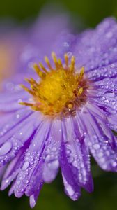 Preview wallpaper aster, drops, flower, dew, purple, macro