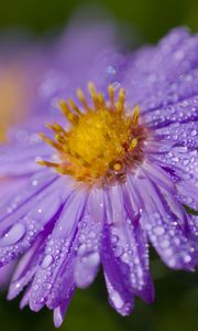 Preview wallpaper aster, drops, flower, dew, purple, macro