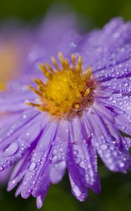 Preview wallpaper aster, drops, flower, dew, purple, macro