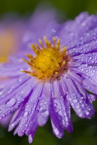 Preview wallpaper aster, drops, flower, dew, purple, macro