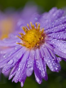 Preview wallpaper aster, drops, flower, dew, purple, macro