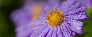 Preview wallpaper aster, drops, flower, dew, purple, macro