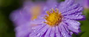 Preview wallpaper aster, drops, flower, dew, purple, macro