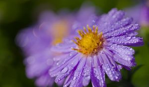 Preview wallpaper aster, drops, flower, dew, purple, macro