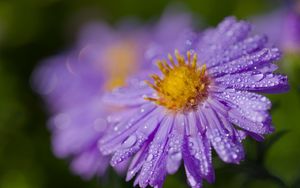 Preview wallpaper aster, drops, flower, dew, purple, macro