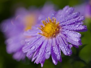 Preview wallpaper aster, drops, flower, dew, purple, macro