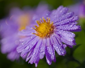 Preview wallpaper aster, drops, flower, dew, purple, macro