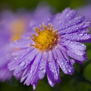 Preview wallpaper aster, drops, flower, dew, purple, macro