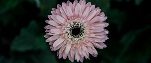 Preview wallpaper aster, flower, bud, petals