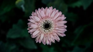 Preview wallpaper aster, flower, bud, petals