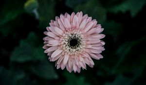 Preview wallpaper aster, flower, bud, petals