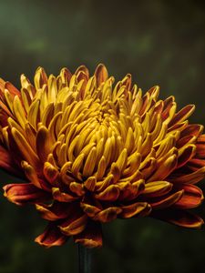 Preview wallpaper aster, flower, bud, petals