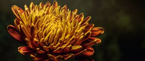 Preview wallpaper aster, flower, bud, petals