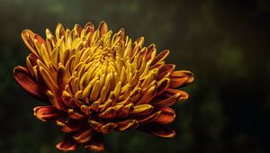 Preview wallpaper aster, flower, bud, petals
