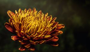 Preview wallpaper aster, flower, bud, petals