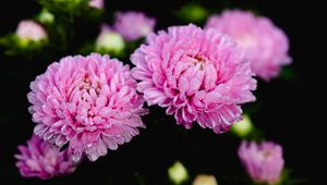Preview wallpaper aster, flower, drops, petals