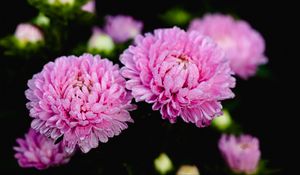 Preview wallpaper aster, flower, drops, petals