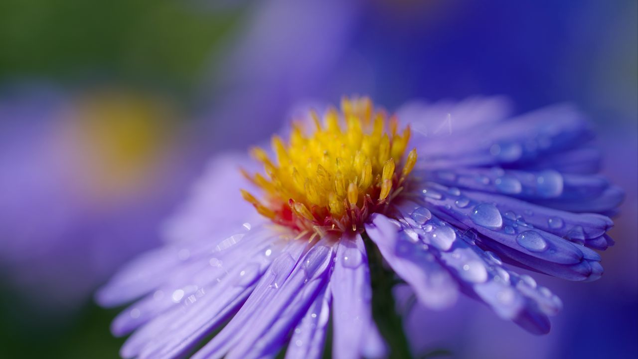 Wallpaper aster, flower, macro, drops, dew, purple