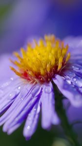 Preview wallpaper aster, flower, macro, drops, dew, purple