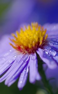 Preview wallpaper aster, flower, macro, drops, dew, purple