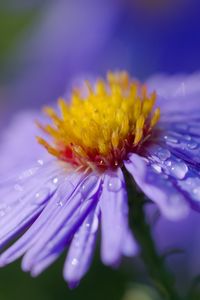 Preview wallpaper aster, flower, macro, drops, dew, purple