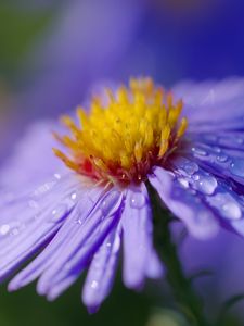 Preview wallpaper aster, flower, macro, drops, dew, purple