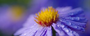 Preview wallpaper aster, flower, macro, drops, dew, purple