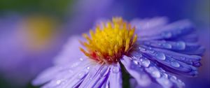 Preview wallpaper aster, flower, macro, drops, dew, purple