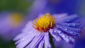 Preview wallpaper aster, flower, macro, drops, dew, purple