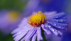 Preview wallpaper aster, flower, macro, drops, dew, purple