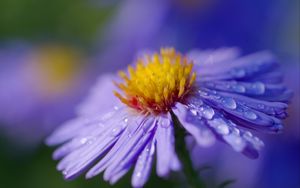 Preview wallpaper aster, flower, macro, drops, dew, purple