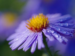 Preview wallpaper aster, flower, macro, drops, dew, purple