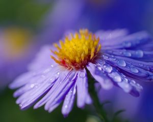 Preview wallpaper aster, flower, macro, drops, dew, purple