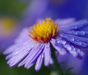 Preview wallpaper aster, flower, macro, drops, dew, purple