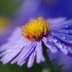 Preview wallpaper aster, flower, macro, drops, dew, purple