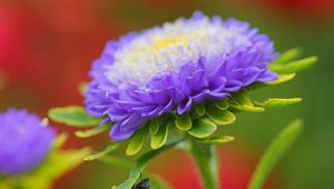 Preview wallpaper aster, flower, petals, purple, bud