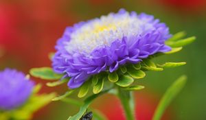 Preview wallpaper aster, flower, petals, purple, bud