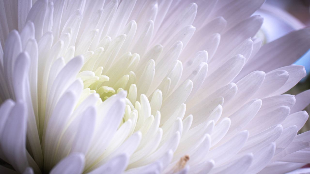 Wallpaper aster, flower, petals, white, purple, macro