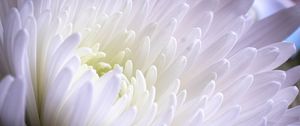 Preview wallpaper aster, flower, petals, white, purple, macro