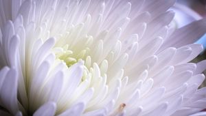 Preview wallpaper aster, flower, petals, white, purple, macro