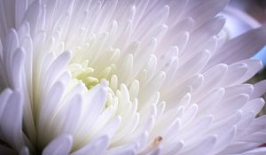 Preview wallpaper aster, flower, petals, white, purple, macro