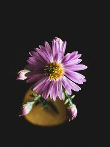 Preview wallpaper aster, flower, petals