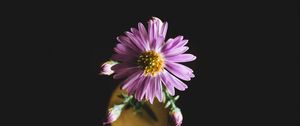 Preview wallpaper aster, flower, petals