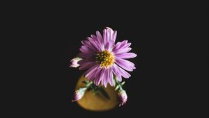 Preview wallpaper aster, flower, petals
